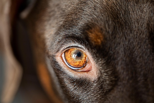 Eye Changes Dog