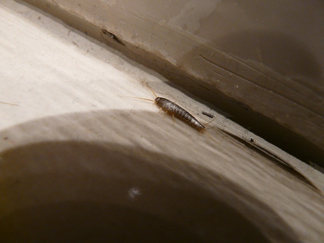 Silverfish Pest