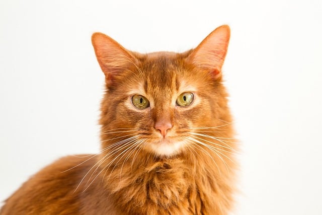 Somali Cat Breed