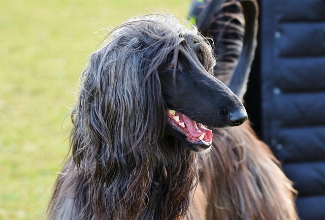 Afghan Hound Dog Breed