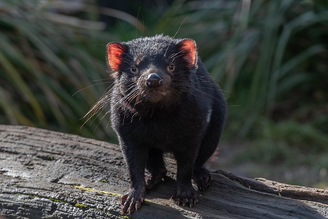 Tasmanian Devils
