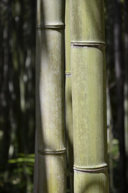 Bamboo Screening Garden+plants