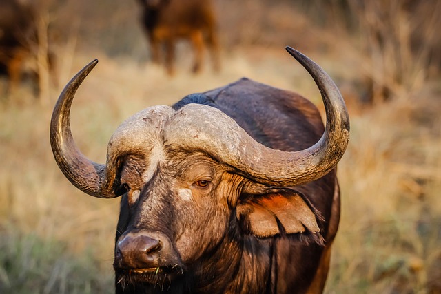 Cape Buffalo Animal