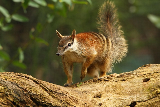 Numbat Animal