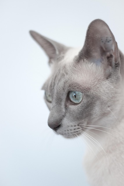 Tonkinese Cat Breed