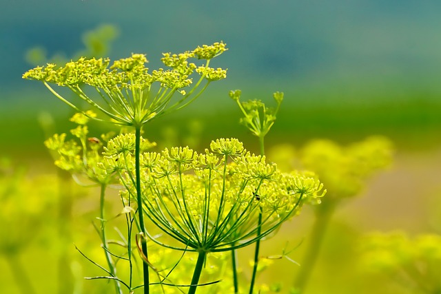 Fennel Plant