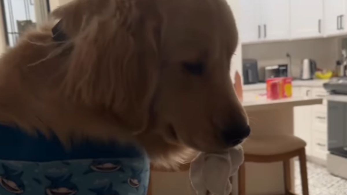 Golden Retriever Owners Discover Their Dog’s Hidden Sock Stash