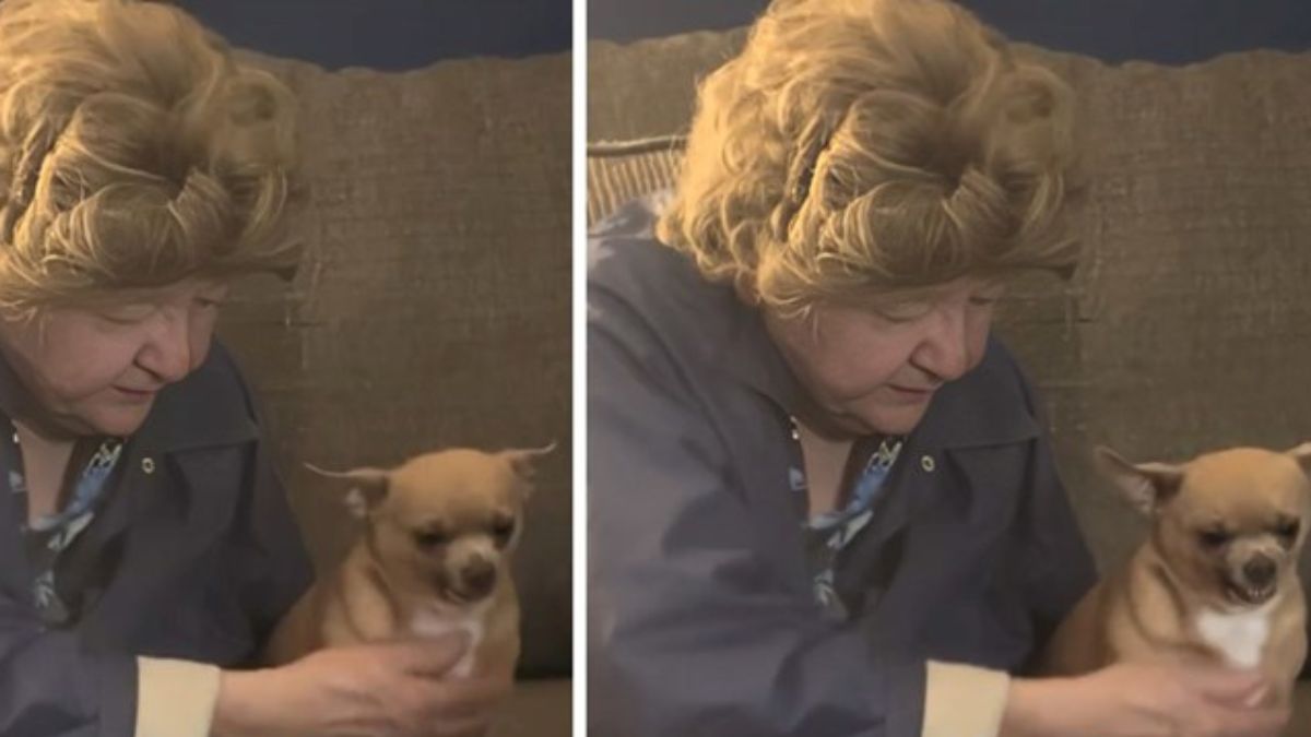 A Grumpy Chihuahua Shows Incredible Patience Toward Grandma with Dementia