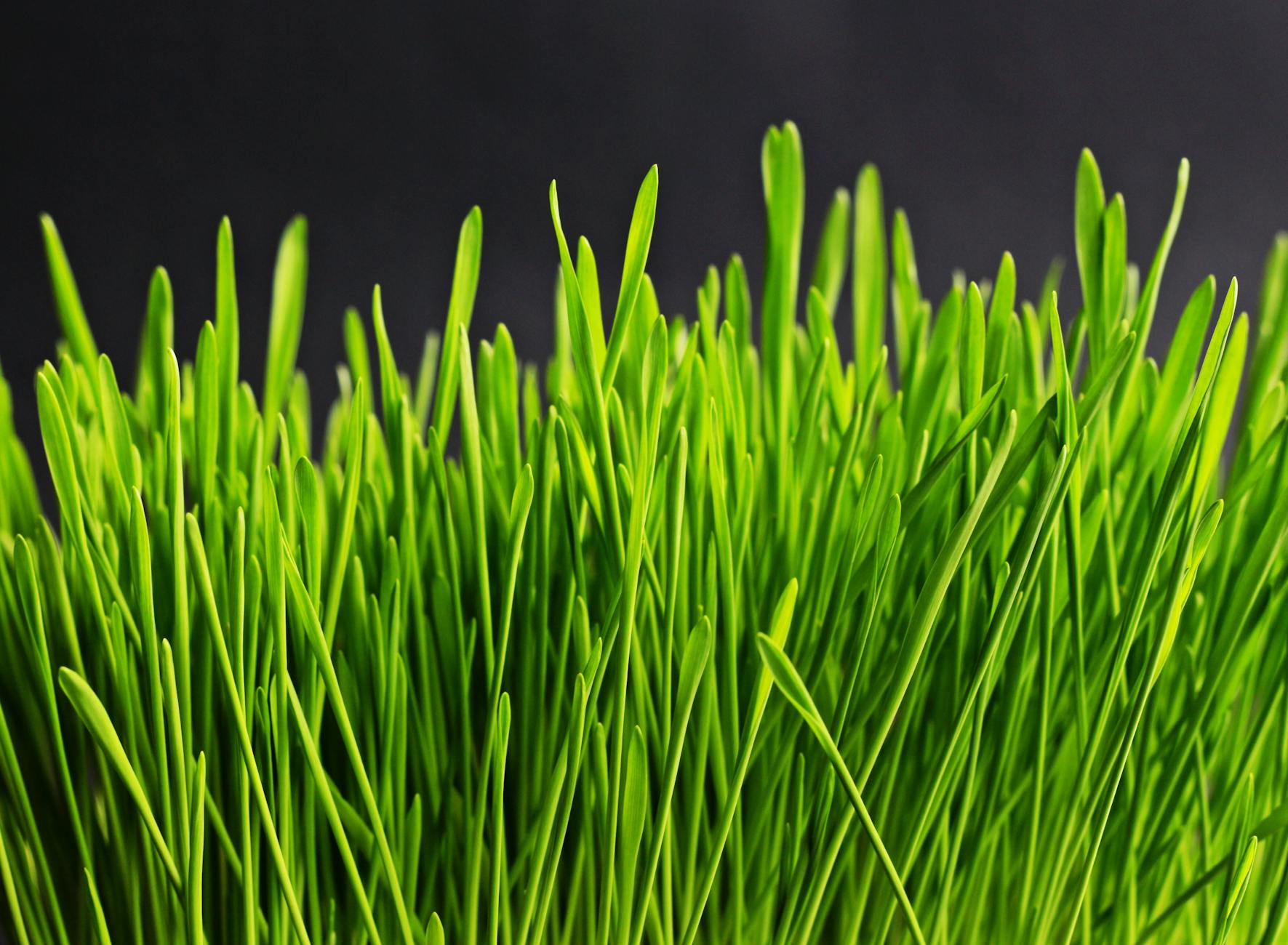 Wheatgrass Superfood