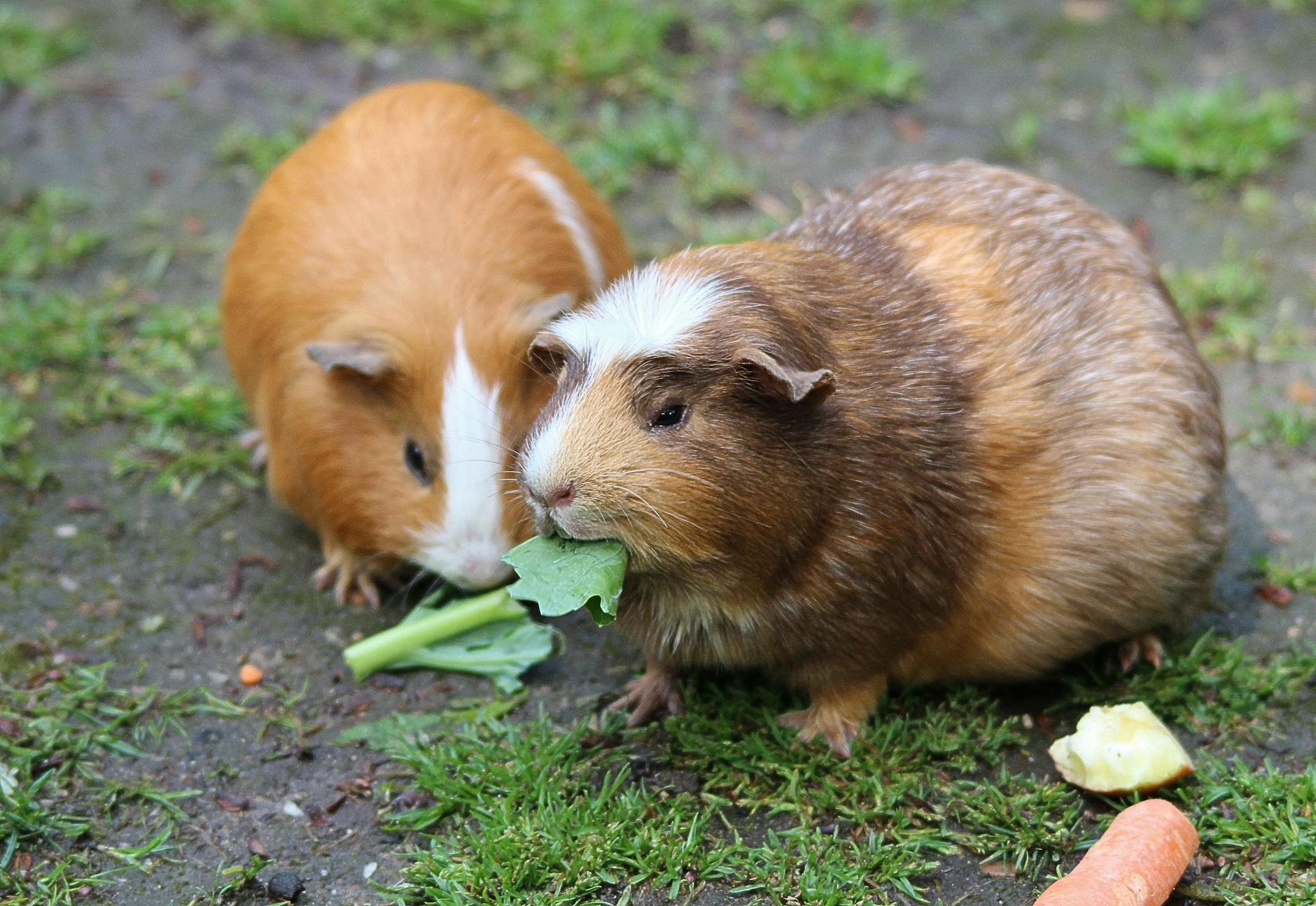 Guinea Pig Pets