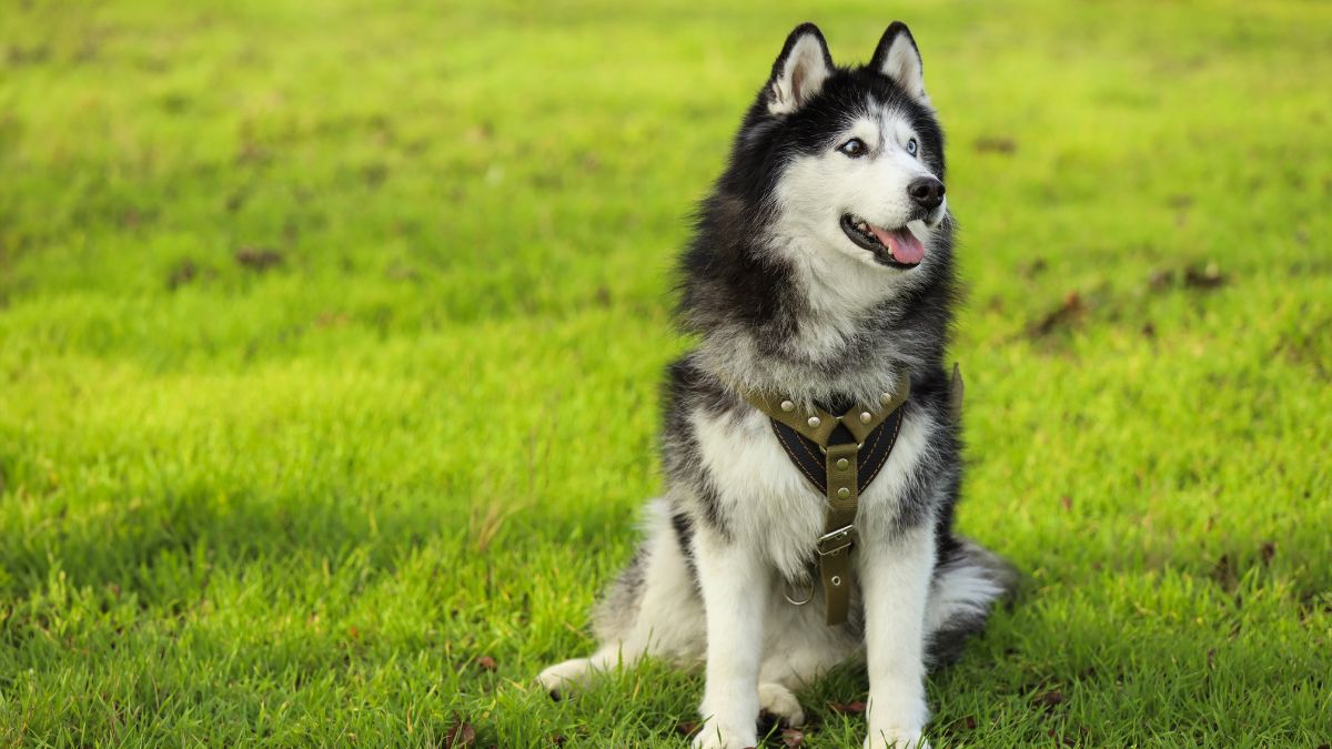 Here Are the Three Dog Breeds a Professional Trainer Says Are the Hardest to Train
