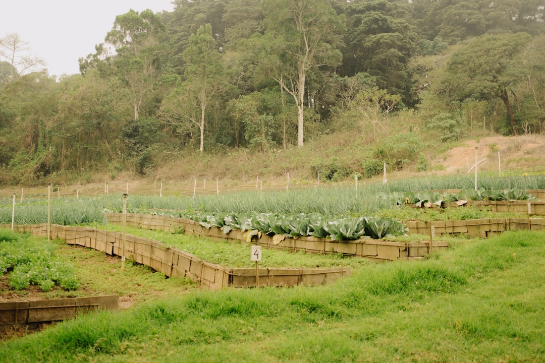 Organic Farm Boundary