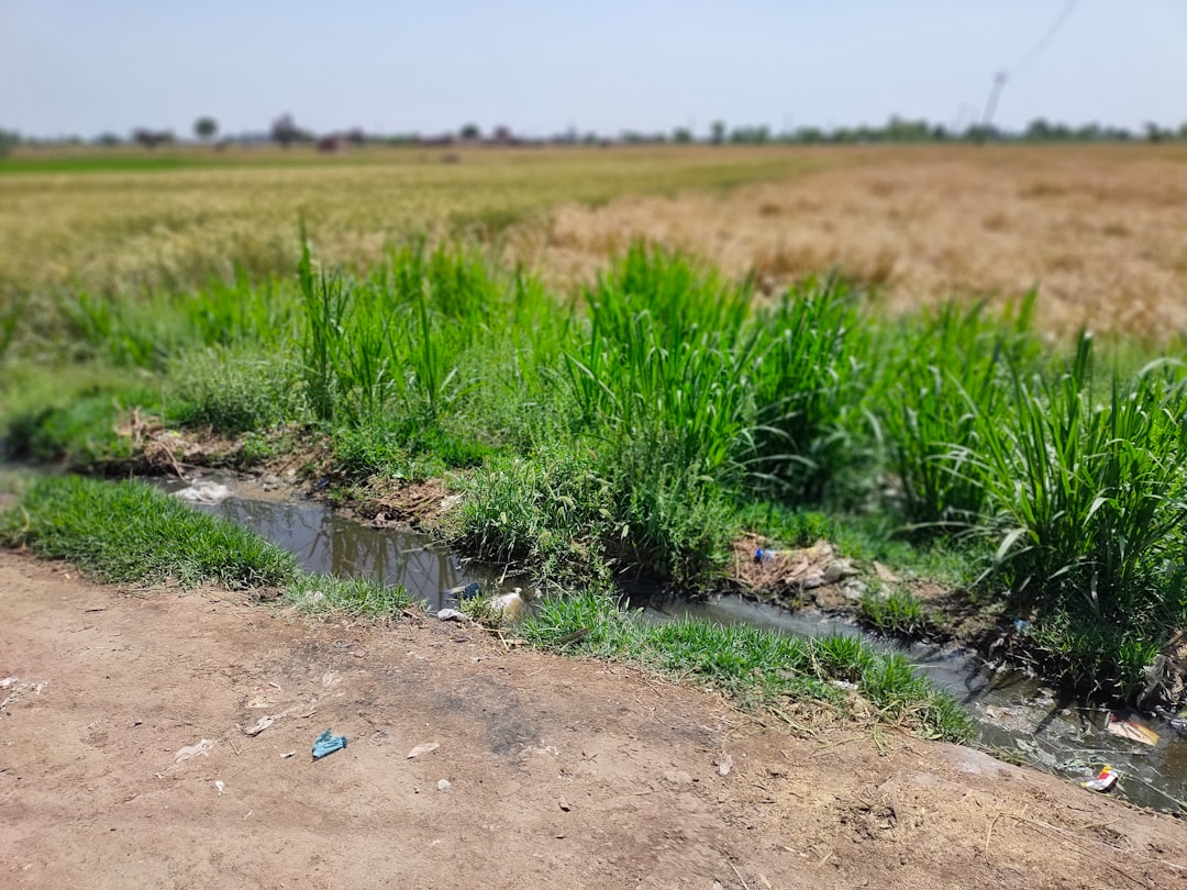 Polluted Irrigation Water