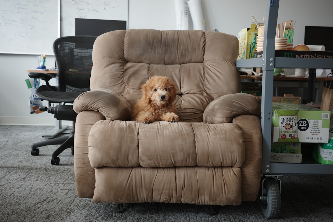 Favorite Chair Dog