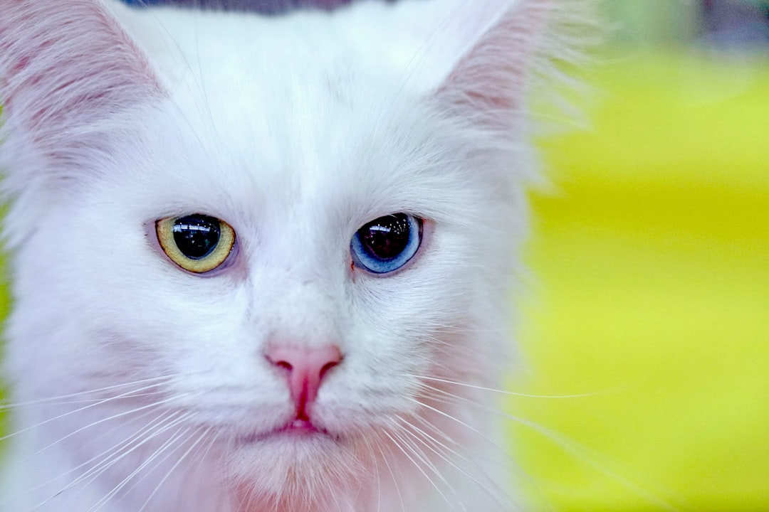Turkish Angora Cat Breed