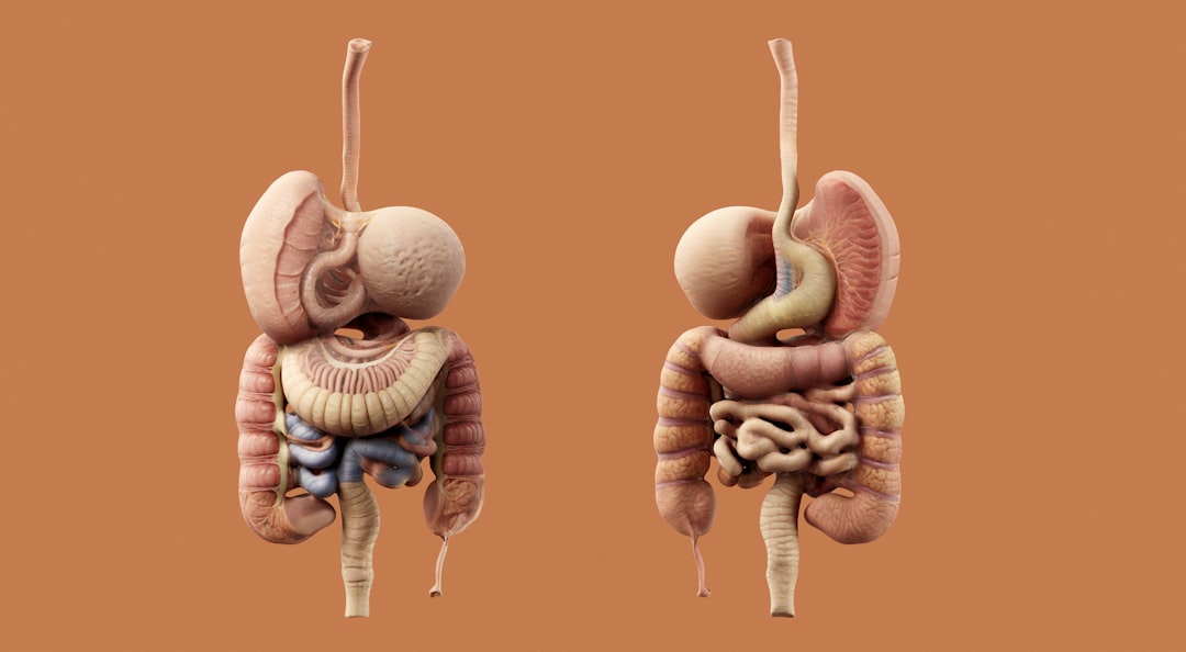 Digestive Health Illustration