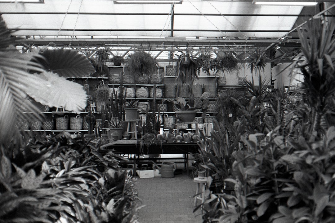 Cast Iron Plant Plant