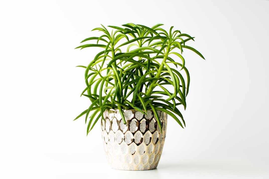 Peperomia Plant