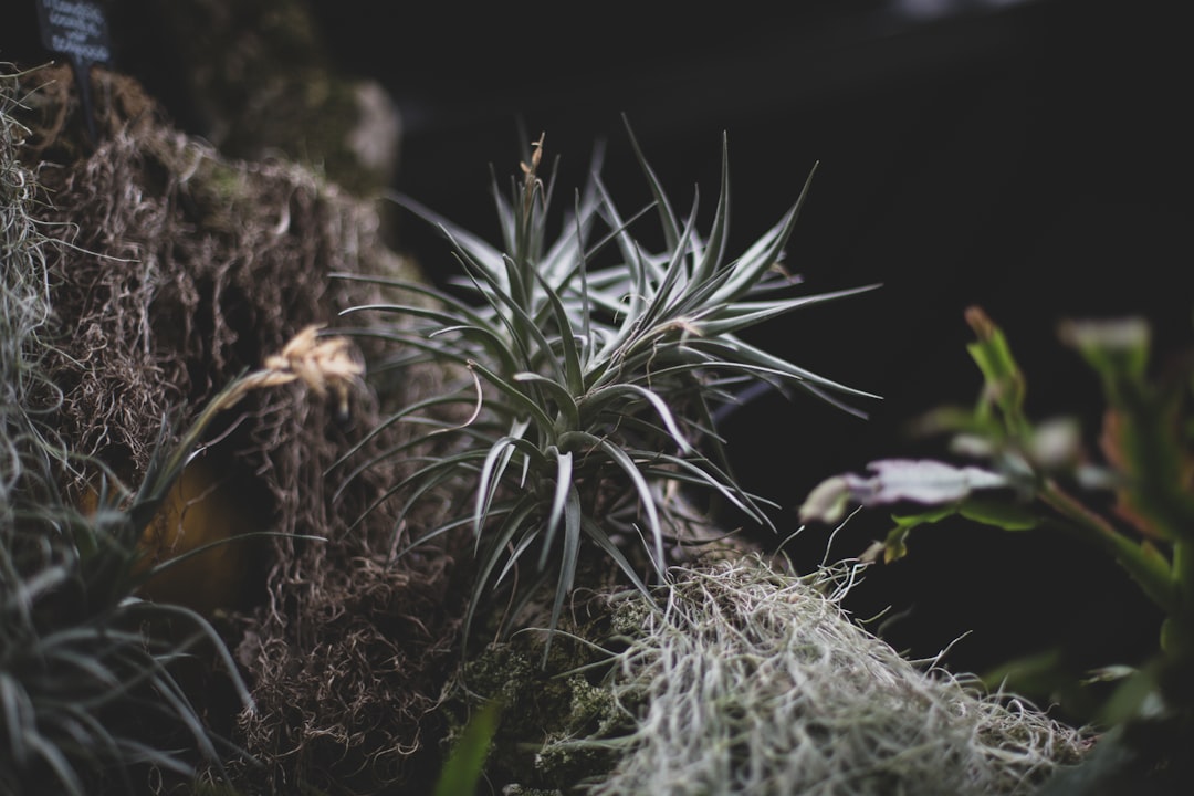Air Plant Plant