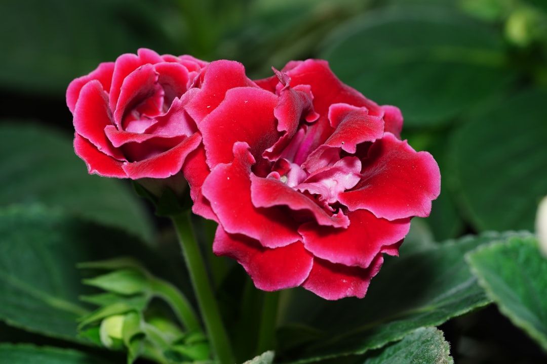 Gloxinia Plant