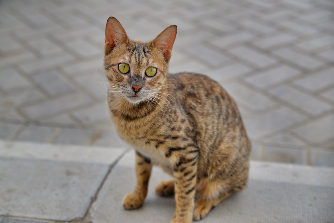 Egyptian Mau Cat Breed
