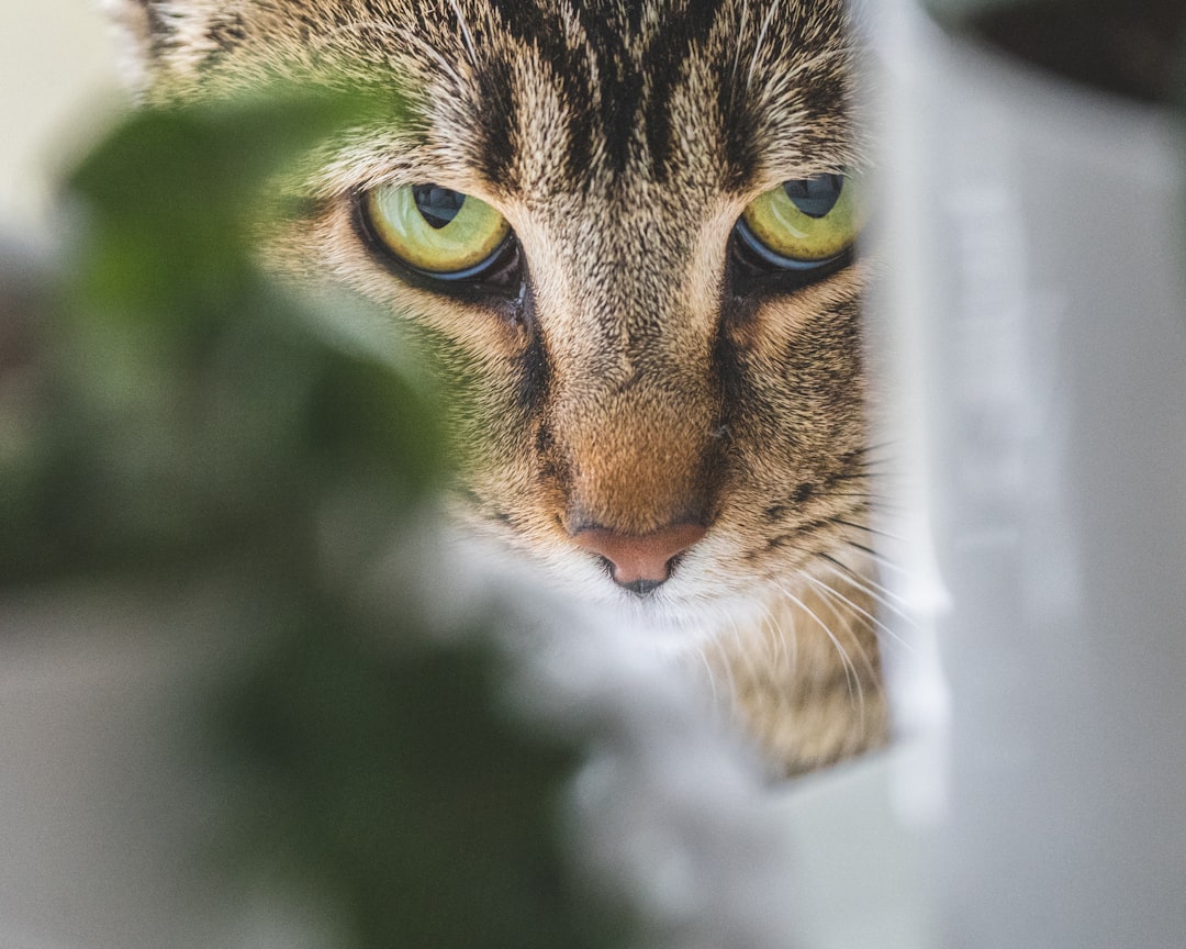 Making Eye Contact Cat
