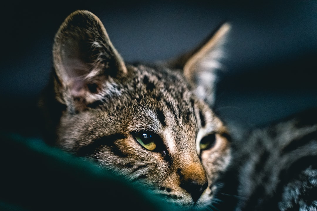 Savannah Cat Breed