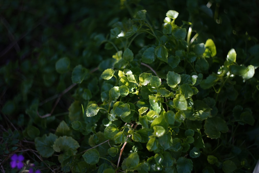 Swedish Ivy Plant