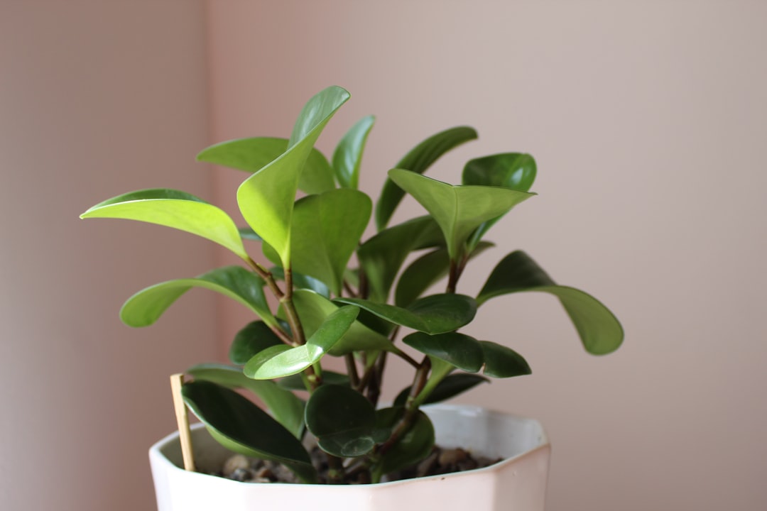 Peperomia Plant