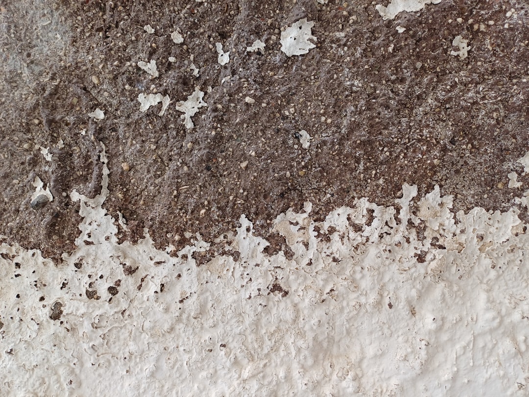 Mold On Walls