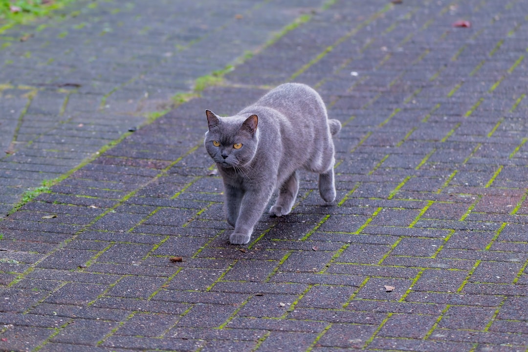 British Shorthair Cat Breed