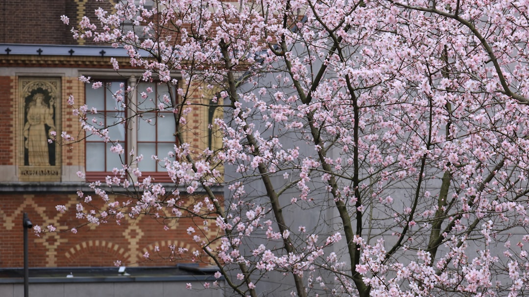 Amsterdam Cherry Blossoms