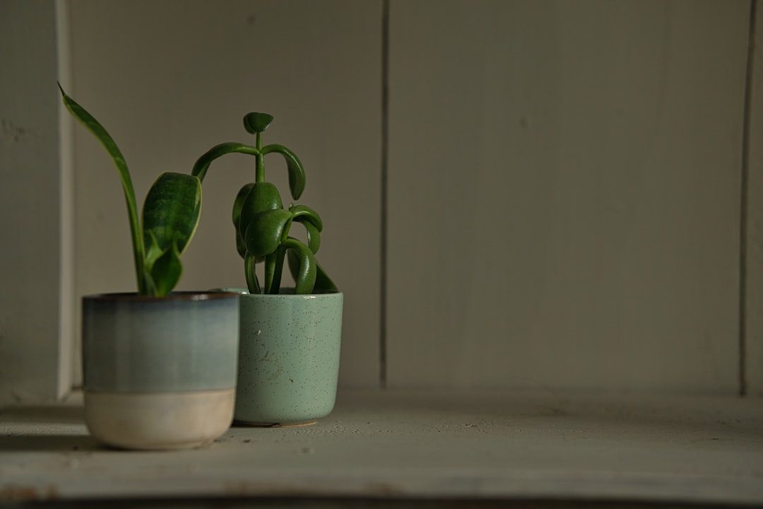 Houseplant Things