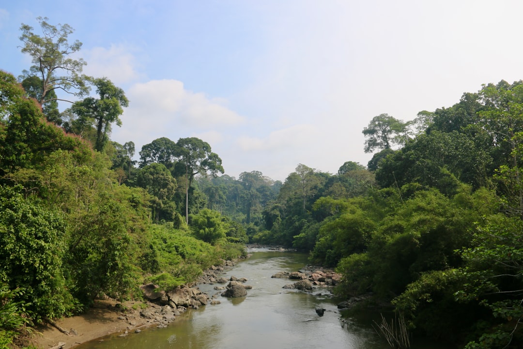 Borneo Rainforest Wonder