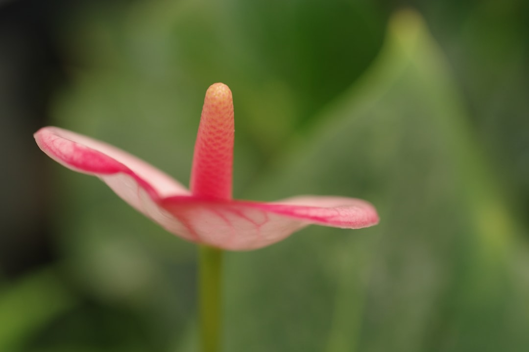 Flamingo Lily Plant