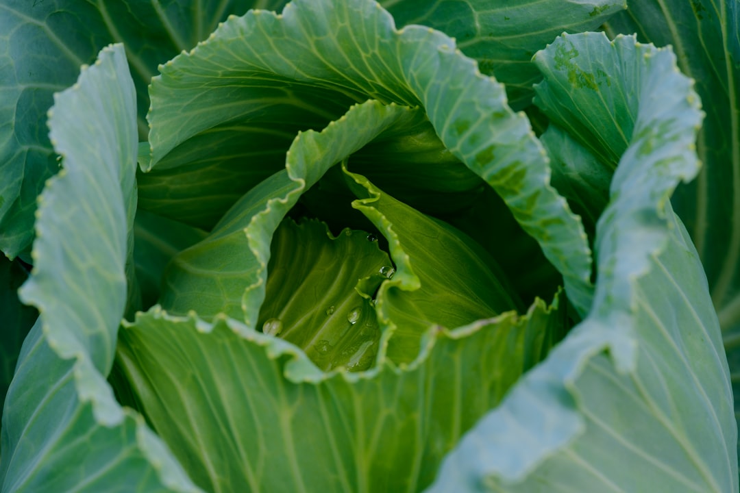 Fresh Cabbage Leaves