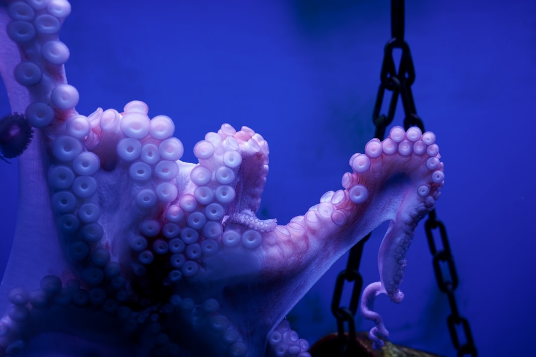 Octopus Animal