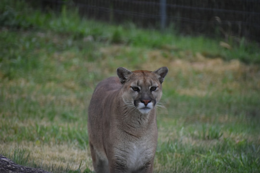 Mountain Lion Animals