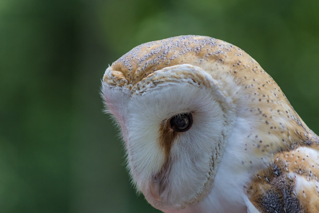 Barn Owl Animal