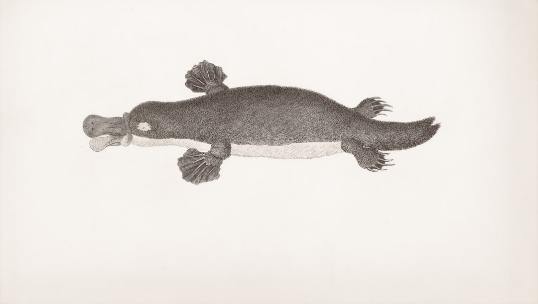 Platypus Animals