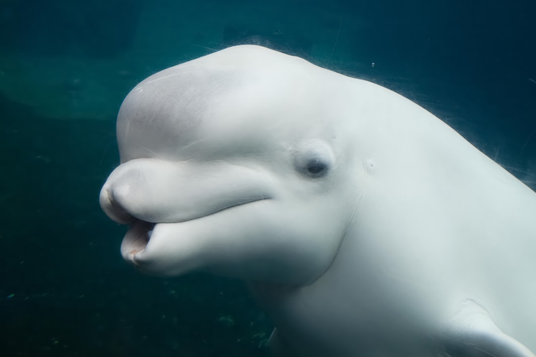 Beluga Whale Animal