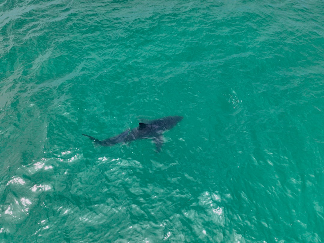 Great White Shark Predator