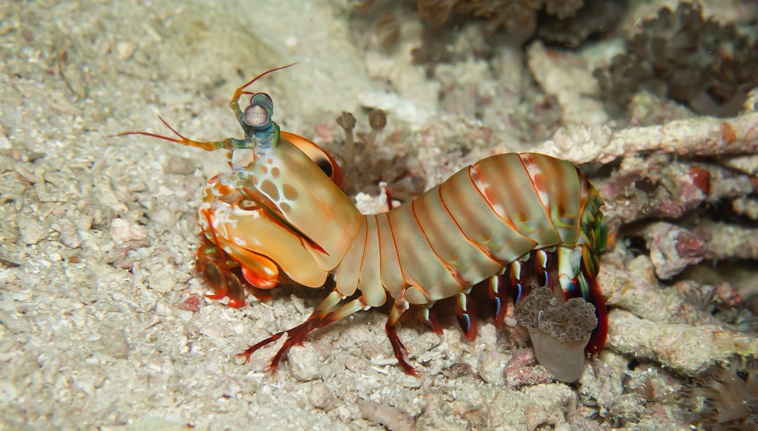 Mantis Shrimp Predator