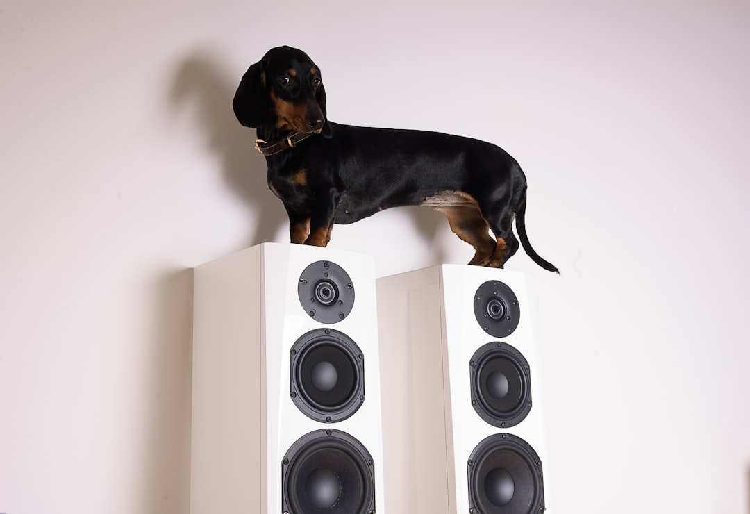 Loud Music Dog