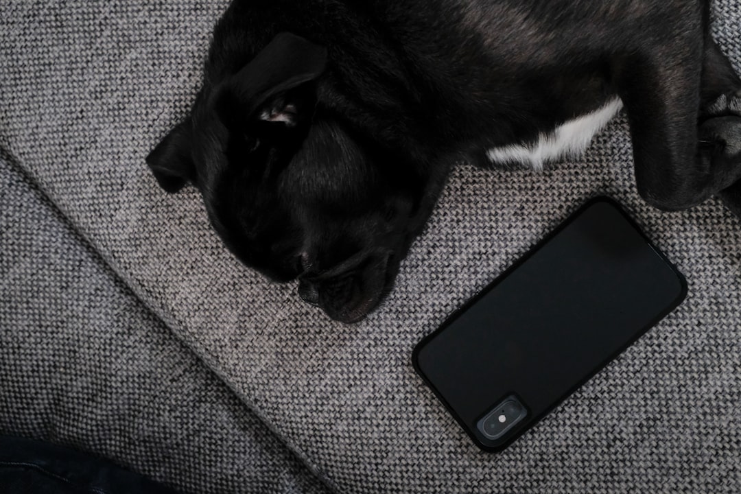 Phone Distraction Dog