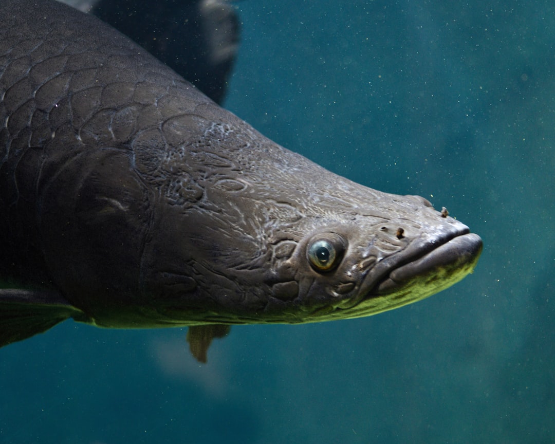 Arapaima 
