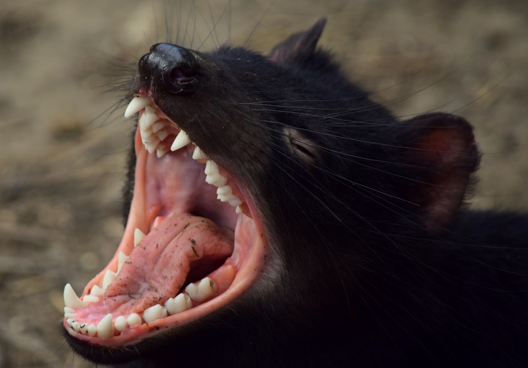Tasmanian Devil Animals
