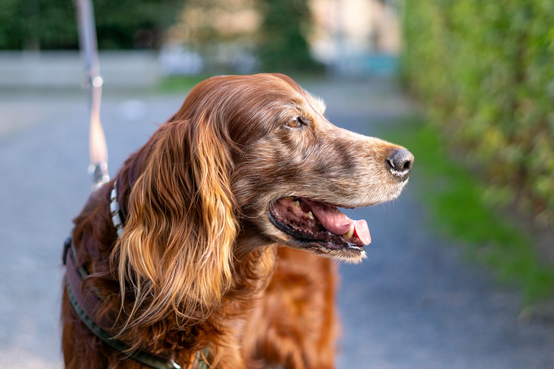 Irish Setter Dog