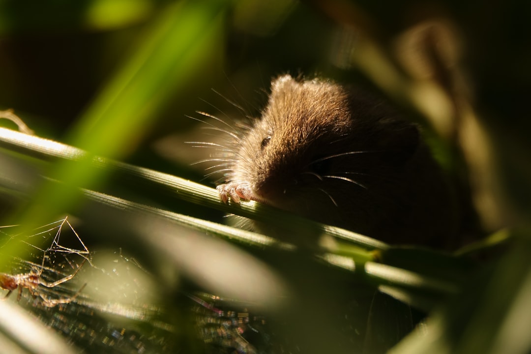 Pygmy Shrew