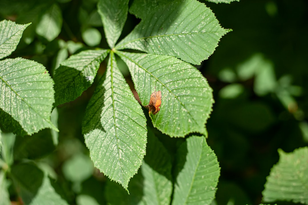 Leaf Miners Bug